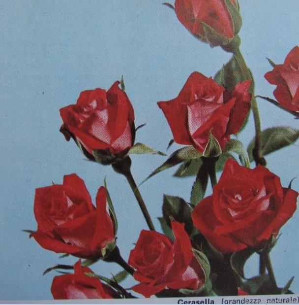 'Cerasella' rose photo