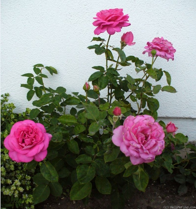 'Pink Peace' Rose Photo