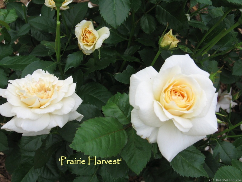 'Prairie Harvest' rose photo