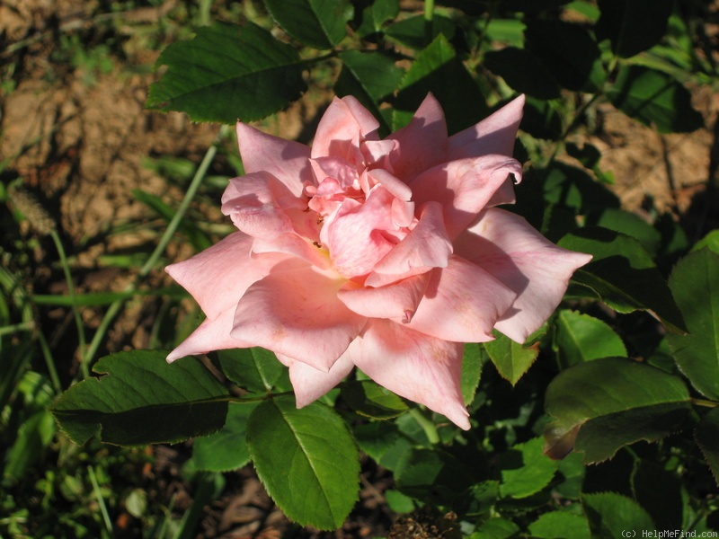 'Freckles' rose photo