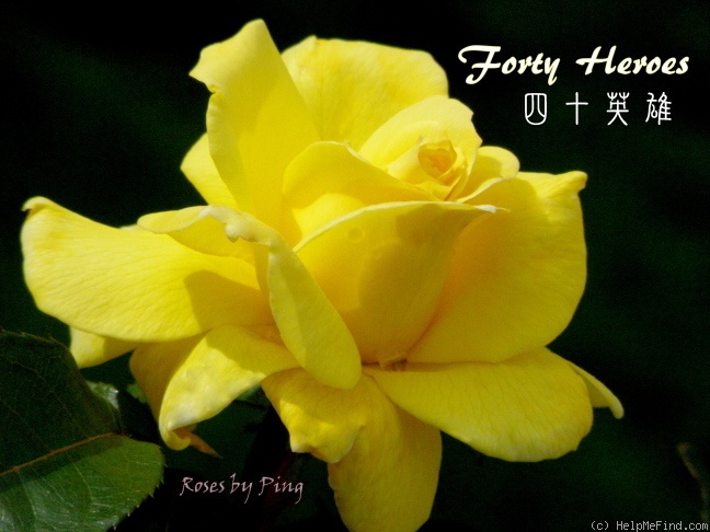 'Forty Heroes' rose photo