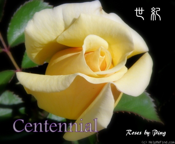 'Centennial Rose (grandiflora, Lim 1996)' rose photo
