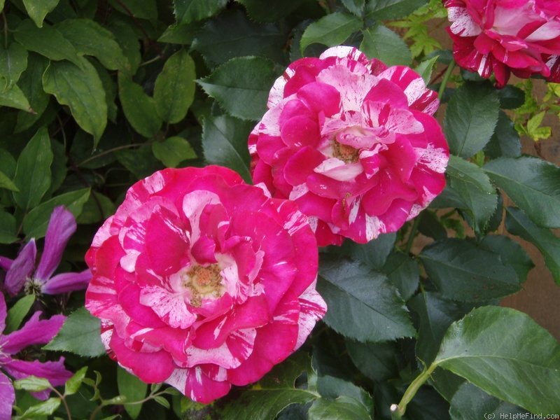 'Rock & Roll™ (grandiflora, Carruth 2006)' rose photo