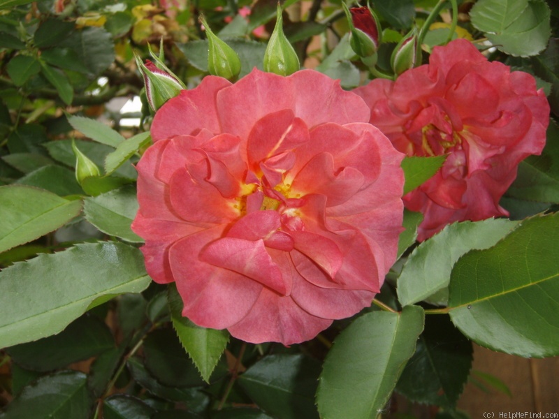 'Cinco de Mayo™ (Floribunda, Carruth, 2006)' rose photo