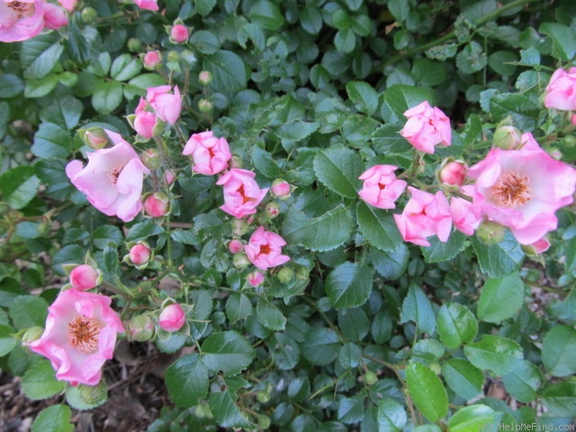 'Pink Gnome' rose photo