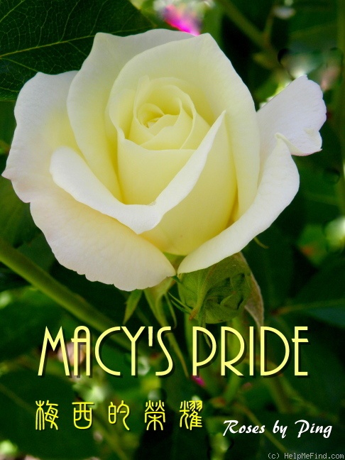 'Macy's Pride™' rose photo