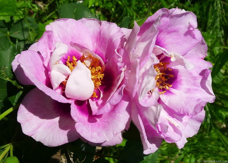 'Eyes for You ®' rose photo