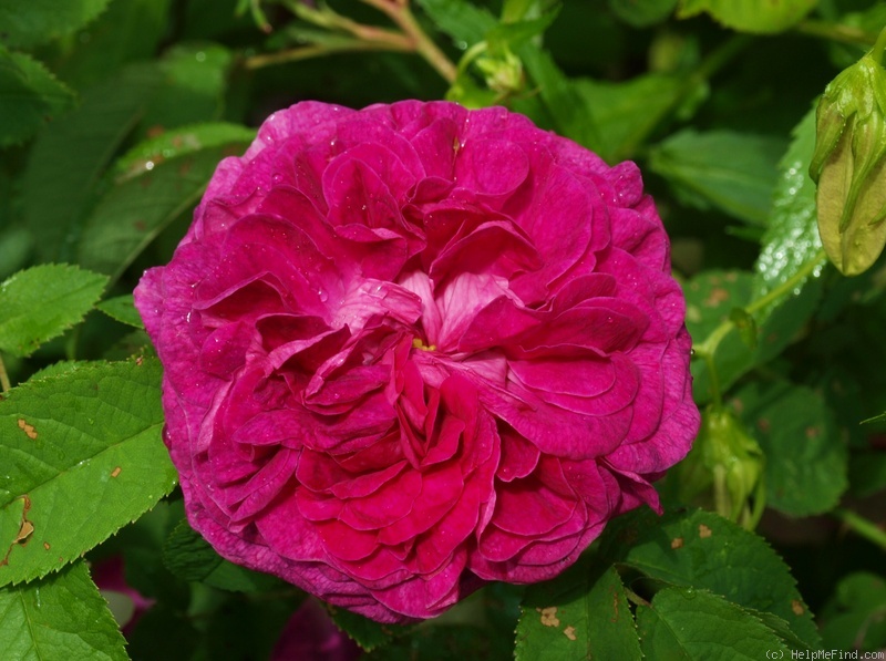 'Belle de Yèbles' Rose Photo