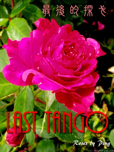 'Last Tango' rose photo