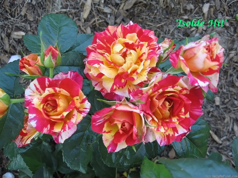 'Isolde Hit ® (Miniature, Oleson, 2004)' rose photo