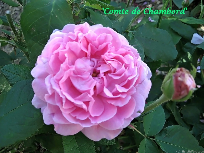 'Comte de Chambord - in commerce (possibly 'Mme Boll')' rose photo