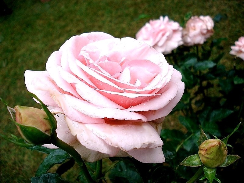 'Laurette Fugain ®' rose photo