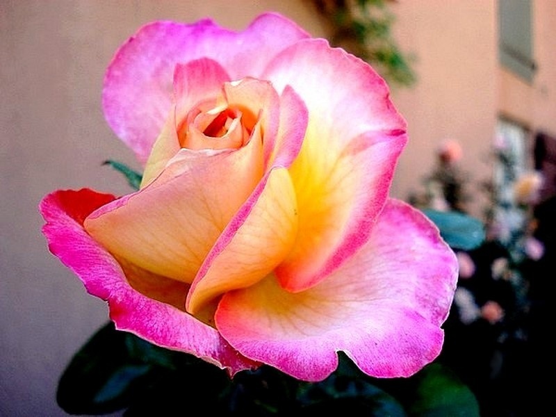 'Pullman Orient Express ®' rose photo
