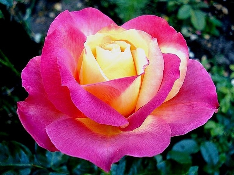 'Pullman Orient Express ®' rose photo