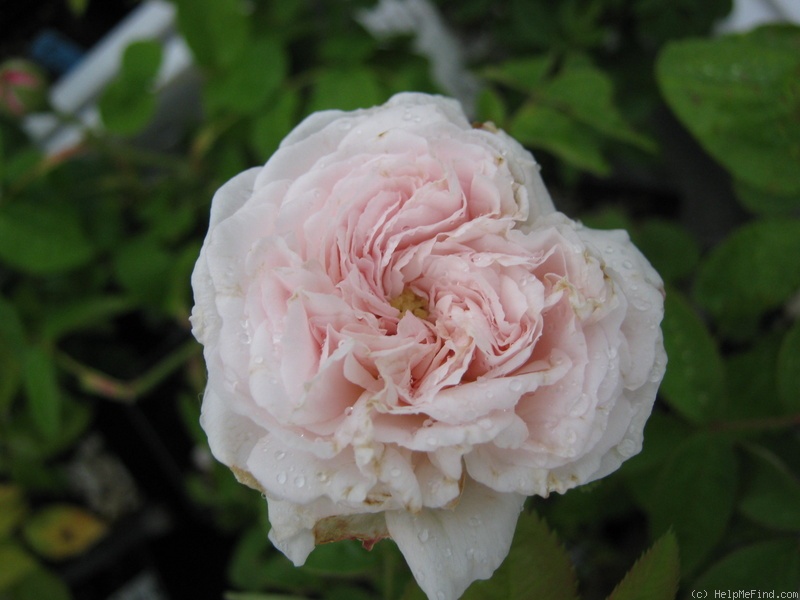 'Clotilde Soupert (polyantha, Soupert & Notting 1888)' rose photo