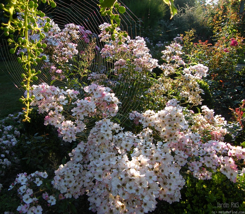 'Ballerina (hybrid musk, Bentall, 1937)' rose photo