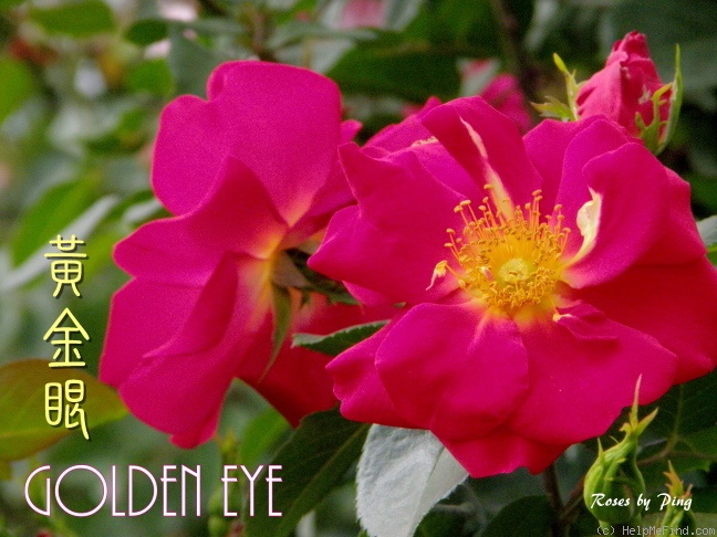 'Golden Eye' rose photo