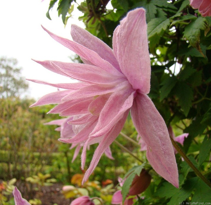 'Markham's Pink' clematis photo