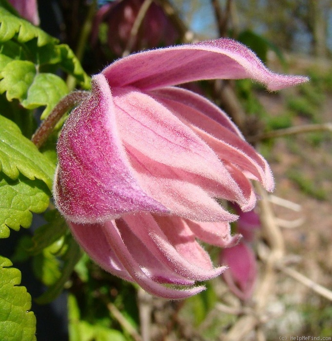 'Markham's Pink' clematis photo