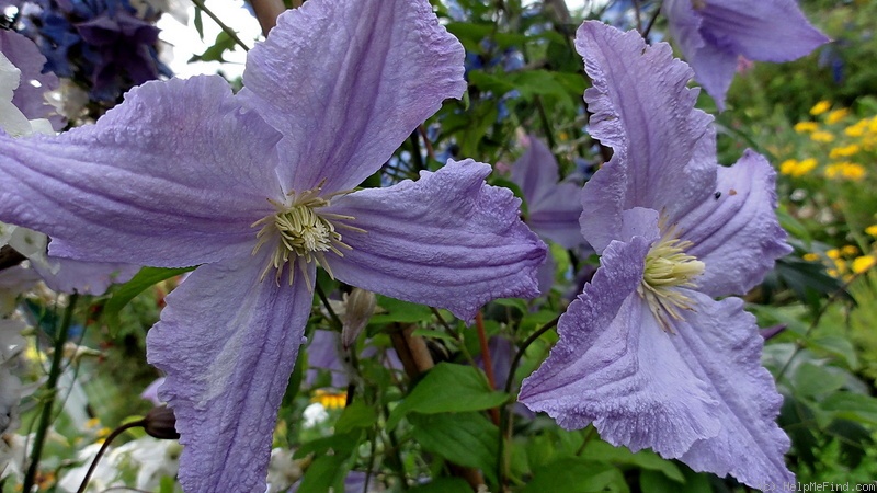 'Blue Angel' clematis photo