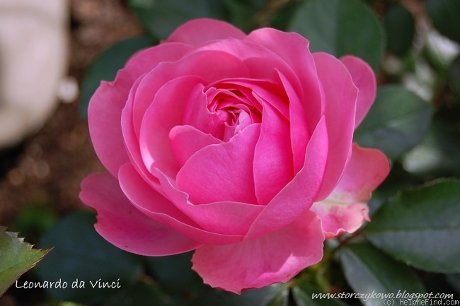 'Leonardo da Vinci ® (Floribunda, Meilland, 1993)' rose photo