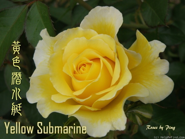 'Yellow Submarine' rose photo