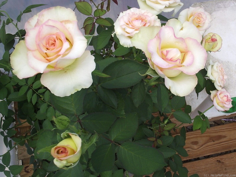'His Redeeming Love' rose photo