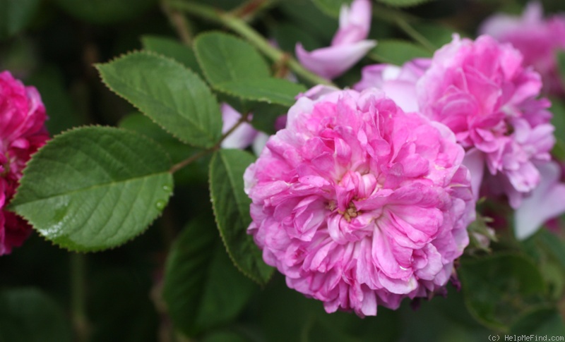 'Himmelsauge' rose photo