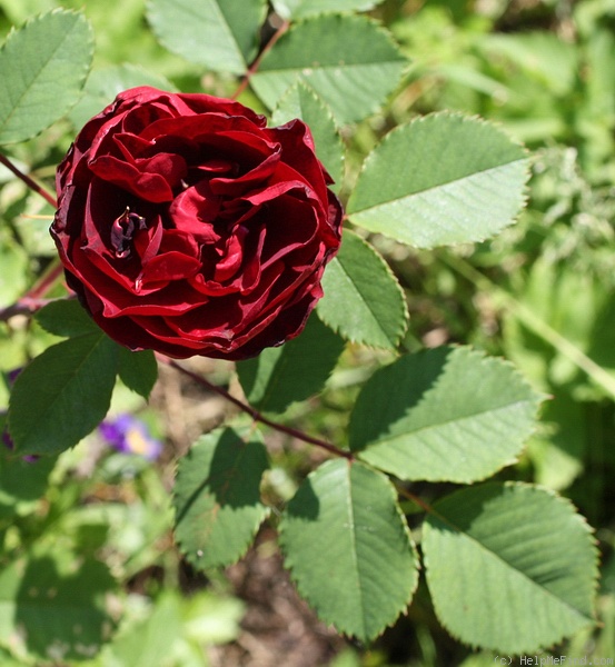 'Hope for Humanity' rose photo