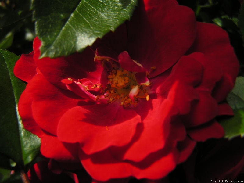 'Austriana ®' rose photo