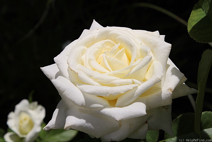 'Pope John Paul II ™ (Hybrid Tea, Zary, 2006)' rose photo