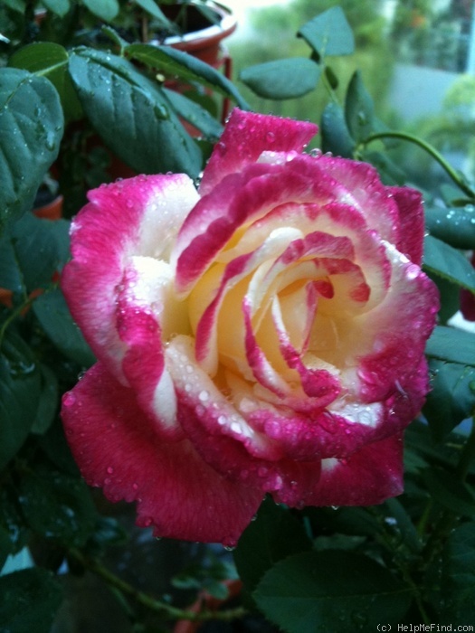 'Double Delight ®' rose photo