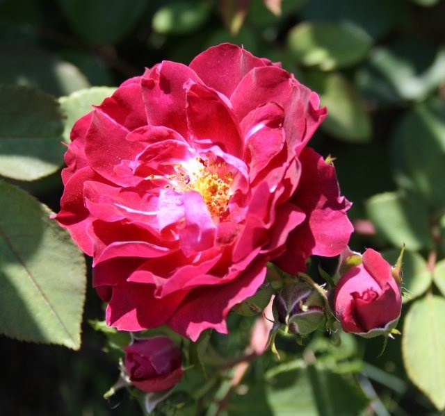 'Cardinal Hume ® (Shrub, Harkness 1982)' rose, click to enlarge 'Cardinal Hume ® (Shrub, Harkness 1982)' rose photo
