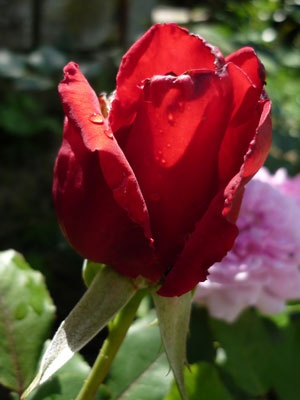 'Pride of England' rose photo