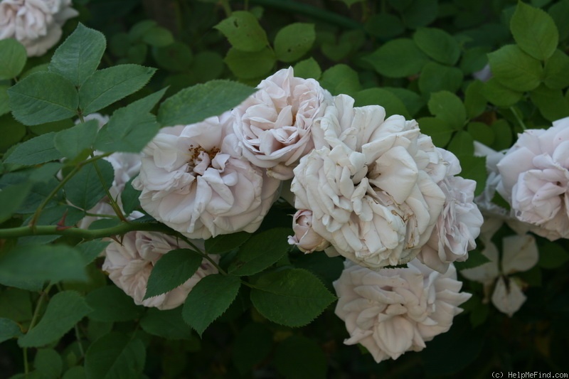 'Ash Wednesday' rose photo