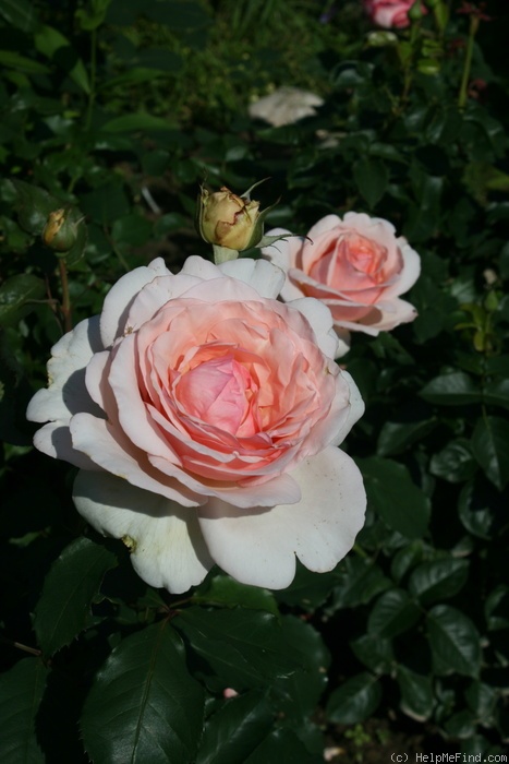 'Roberto Capucci ®' rose photo