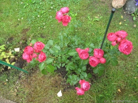'Eric Tabarly ®' rose photo