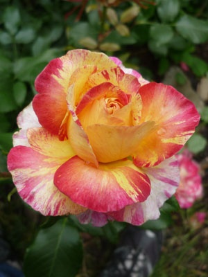 'Camille Pissarro ™' rose photo