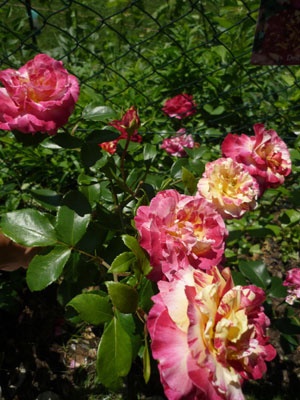 'Camille Pissarro ™' rose photo