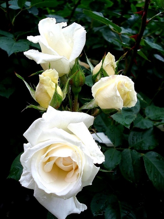 'Armorique Nirpaysage' rose photo