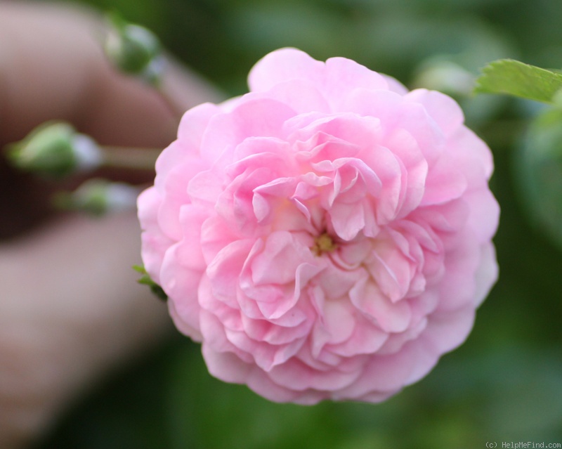 'Minnehaha' rose photo