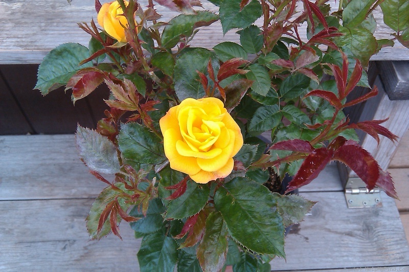 'J & P Champagne (floribunda, J&P 2011)' rose photo