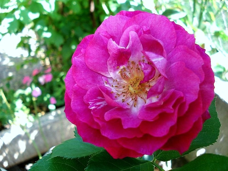 'Blue Eden ®' rose photo
