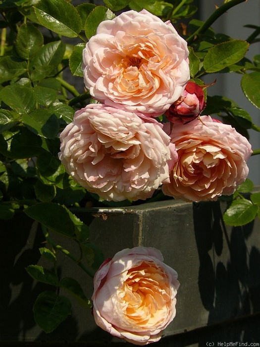'Apricot Morning' rose photo