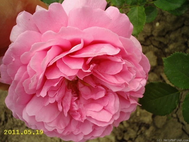 'Princess Alexandra of Kent' rose photo