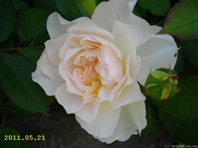 'Mary Magdalene' rose photo