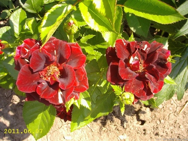 'Abracadabra (floribunda, Kordes, 2001)' rose photo