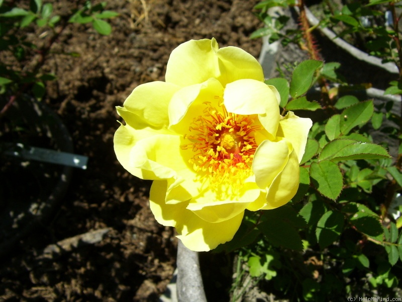 'Aïcha' rose, click to enlarge 'Aïcha' rose photo