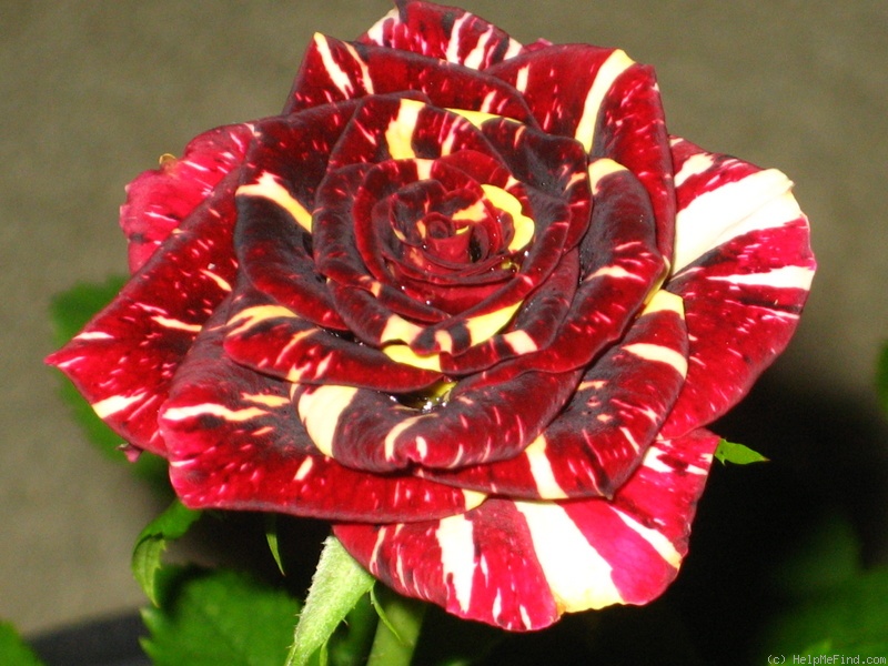 'Abracadabra (floribunda, Kordes, 2001)' rose, click to enlarge 'Abracadabra (floribunda, Kordes, 2001)' rose photo