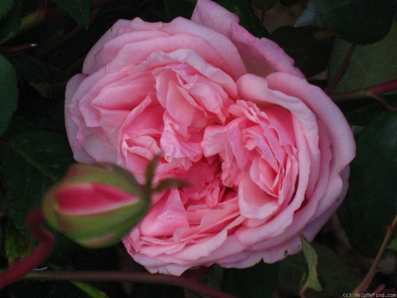 'Mademoiselle la Comtesse de Leusse' rose photo